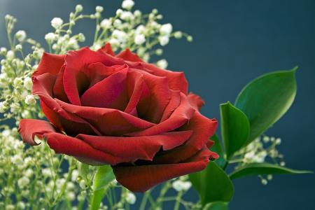上升, 红色, 花, 红玫瑰, 爱, 浪漫, 浪漫
