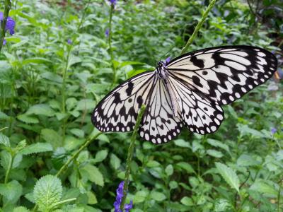 蝴蝶, 翅膀, 模式, 植物, 宏观, 收集花蜜, 昆虫