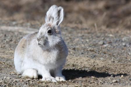 北极野兔, 兔子, 小兔子, 户外, 野生动物, 自然, 白色