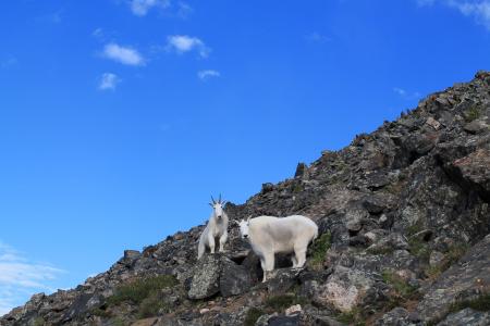 山山羊, 动物, 科罗拉多州, 野生动物, 山, 自然, 山羊