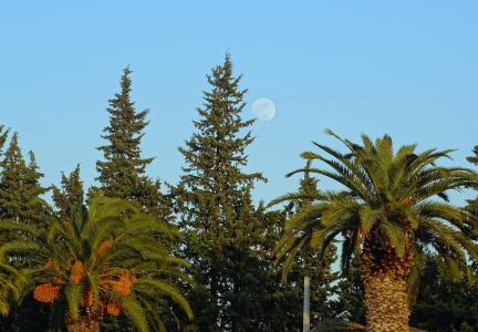 树木, 白天, 蓝色, 绿色, 景观, 棕榈树, 月亮