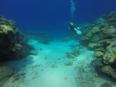 水肺潜水, 礁, 帕劳, ulong 频道, 通道, 海洋, 海