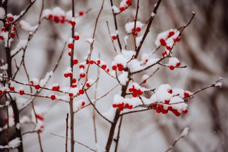 冬天, 雪, 浆果, 覆盖, 红色, 感冒, 冻结