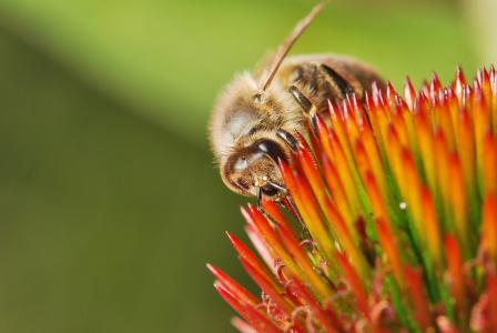 蜜蜂, 花蜜, 花粉, 昆虫, 花, 宏观, 授粉