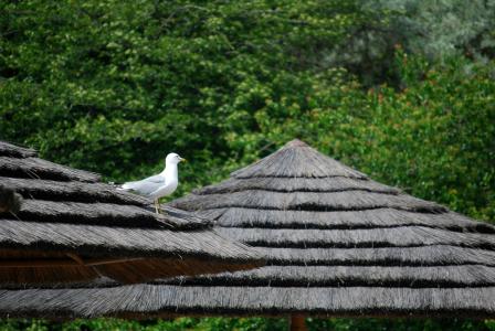 海鸥, 孤独, 茅草的屋顶, 动物园, 海鸥, 专题小屋
