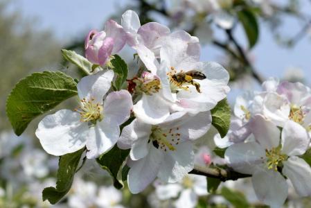 花灌木, 蜜蜂, 授粉, 春天, 自然, 苹果树上的花, 花