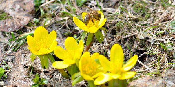 冬天林格, 蜜蜂, 昆虫, 花, 开花, 绽放, 黄色