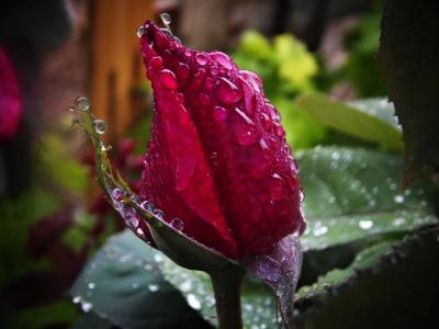 红玫瑰, 雨, 雨滴, 宏观, 水一滴, 花, 湿法