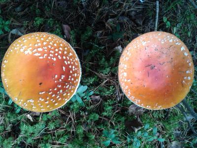 蘑菇, 真菌, 自然, 森林, 秋天