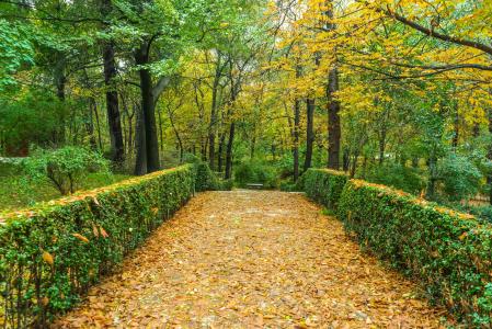 秋天, 绿色, 花园, 自然, 叶子, 景观, 树木