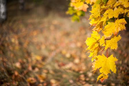 秋天, 叶, 黄色的树叶, 秋天的落叶, 黄色, 自然, 赛季