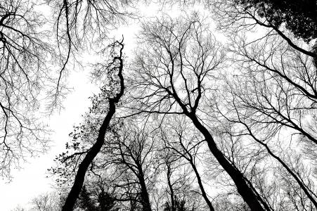 树木, 分支机构, 森林, 天空