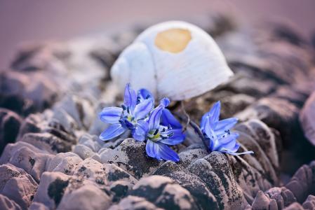 壳, 空, 破碎, 损坏, 花, 蓝色, 西伯利亚 blaustern