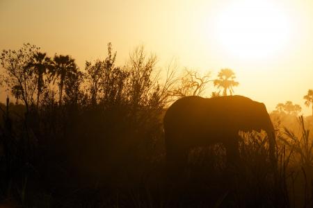 大象, 草原, 草原, 日落, 动物, 野生动物, 濒临灭绝