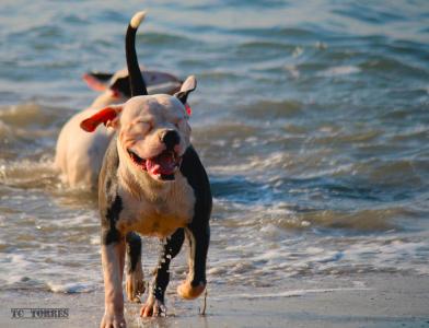 狗, 快乐, 海滩, 宠物, 动物