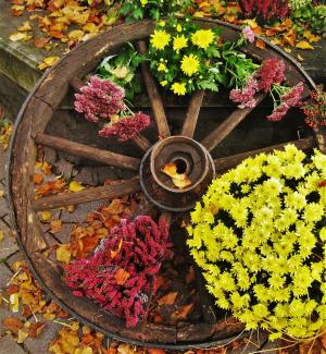 旧车轮, herbstdeko, 农夫的市场, 秋天, 植物, 每年的时候, 秋天的色彩