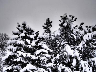树木, 雪, 冬天, 灰色, 感冒