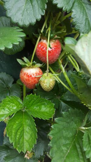 草莓, 悬挂装置, 植物, 花园