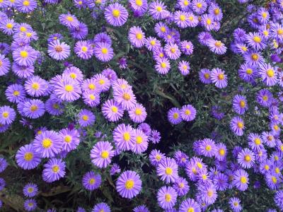 花园, 紫罗兰色的花, 花, 植物, 紫罗兰色, 绽放, 花