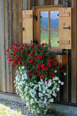 窗口, 花, 帕尤妮亚, 悬挂装置, 阳台植物, 观赏植物, 吊矮牵牛