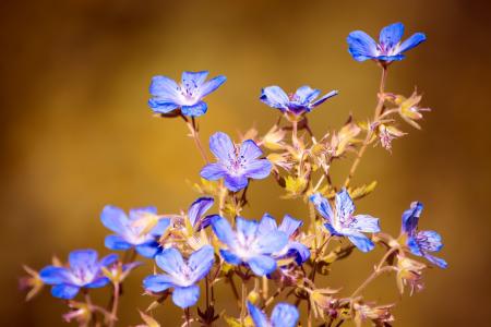 花, 自然, 蓝色, 植物区系, 野花, 野生植物, 植物