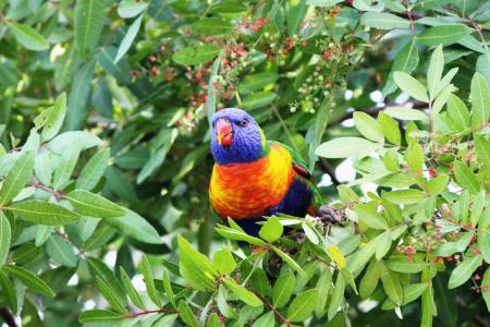 鸟, 鹦鹉, 彩虹澳洲鹦鹉, 彩虹, 鹦鹉, 色彩缤纷, 动物