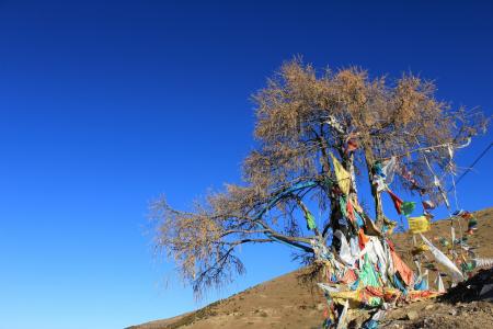 祈祷旗子, 树, 在藏族地区