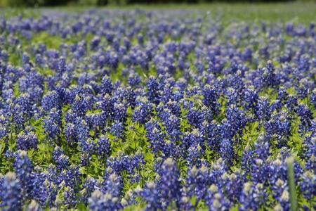 矢车菊, 植物, 蓝色, 字段, 德克萨斯州, 春天