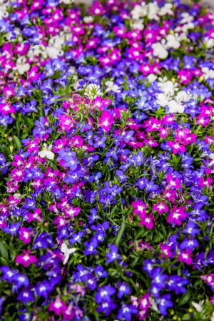 半边, 虽然, 蓝色, 紫色, 花卉园, 花, 自然