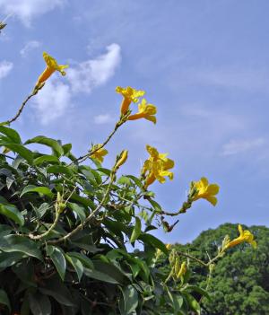 黄色喇叭藤, 花, 黄色, adenocalymna comosum, 紫, 印度