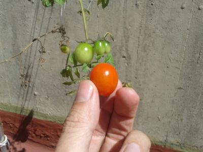 番茄, 花园, 特写, 菜园蔬菜, 蔬菜, 多汁, 红色
