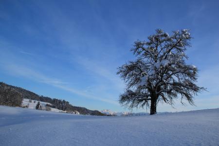 冬天, 雪, 白色, 寒冷, 树