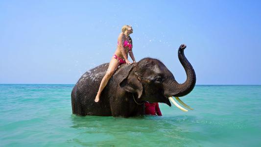 骑在大象上, 洗澡, 海, 女孩, 旅行, 度假, 水