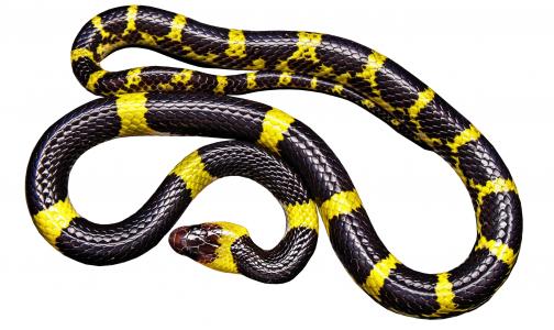 蛇, 黑黄, 无毒, 分离, 动物, 爬行动物