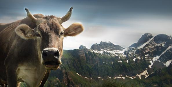 母牛, ebenalp, 高山, 阿彭策尔, 瑞士的阿尔卑斯山, 瑞士, 视图
