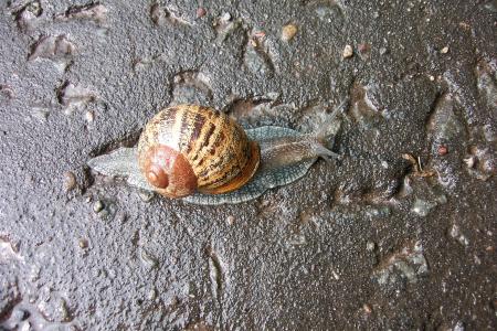 蛞蝓, 缓慢, 动物, 自然, 蜗牛, 壳, 棕色