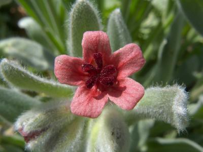 cynoglossum cheirfolium, 花, 绽放, 开花, 宏观, 特写, 植物