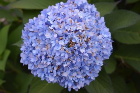 绣球花, 花, 蓝色, 踏板, 自然, 植物区系, 开花