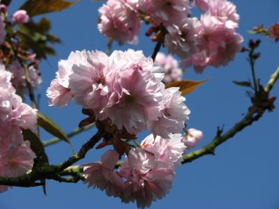 观赏樱桃, 樱花, 春天, 开花, 绽放, 粉色, 分公司