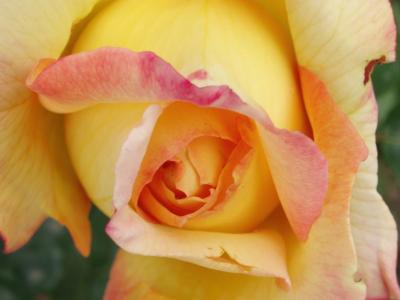罗莎, 春天, 花园, 花瓣, 自然, 黄玫瑰, 花瓣