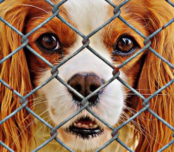 动物福利, 狗, 被囚禁, 动物收容所, 悲伤, 动物救援, 小狗看起来