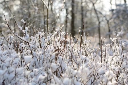 分支机构, 雪, 弗罗斯特, 冬天, 树, 审美