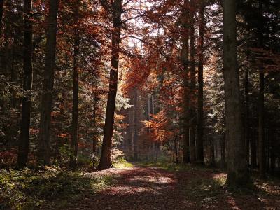 秋天, 森林, 树木, 秋天的颜色, 秋天的落叶, 光, 自然