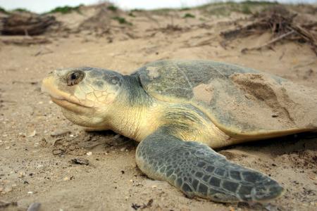 坎普的海龟, 濒临灭绝, 野生动物, 自然, 海滩, 沙子, 海洋