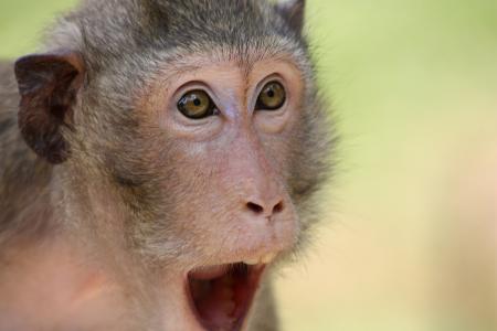 这只猴子, 动物, 动物园, 的惊喜, 惊喜, 在拍卖, 眼睛