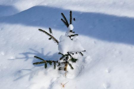 雪, 云杉, 树, 冬天, 感冒, 常绿, 大雪