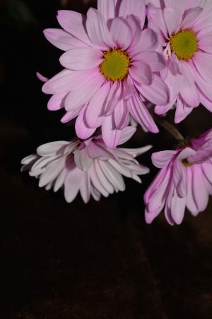 黛西, 多彩, 花瓣, 植物区系, 开花, 详细, 花香