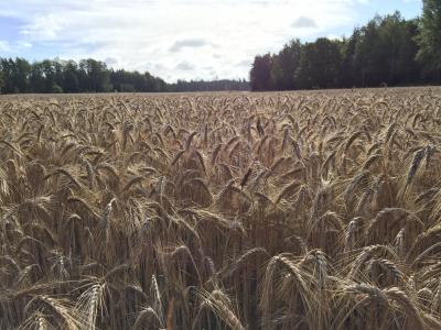 黑麦, 种子, 农业, 作物, 自然, 字段, 秋天