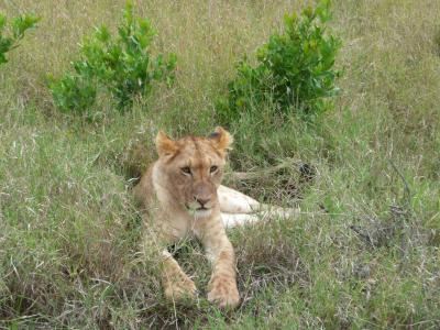狮子, 幼崽, 肯尼亚, 野生, 野生动物