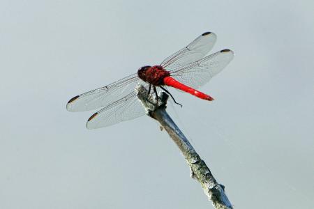 蜻蜓, 昆虫, 常见的撇渣器, bug, 宏观, 关闭, 翅膀